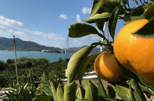もりの農園の画像
