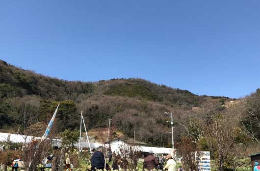やぶ椿と水仙の里の画像